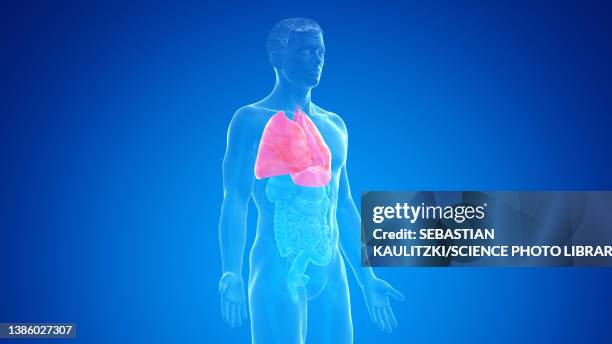 human lung, illustration - copd stock illustrations