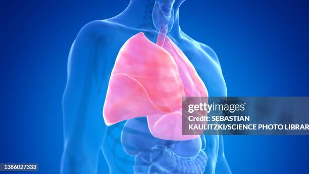 human lung, illustration - copd stock illustrations
