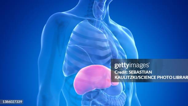 human liver, illustration - liver organ stock illustrations