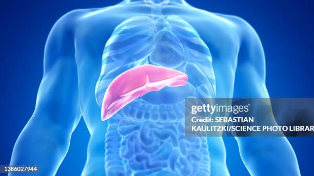 ilustrações de stock, clip art, desenhos animados e ícones de human liver, illustration - hepatite
