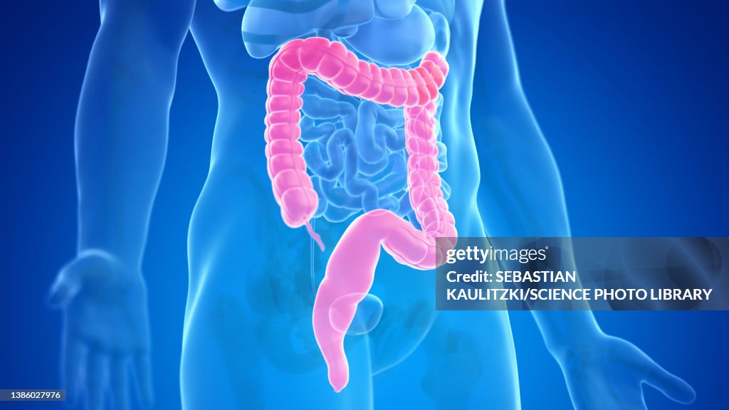 Human Colon Illustration High-Res Vector Graphic - Getty Images