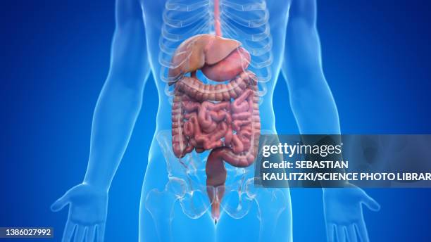 human digestive system, illustration - dickdarm verdauungstrakt stock-grafiken, -clipart, -cartoons und -symbole