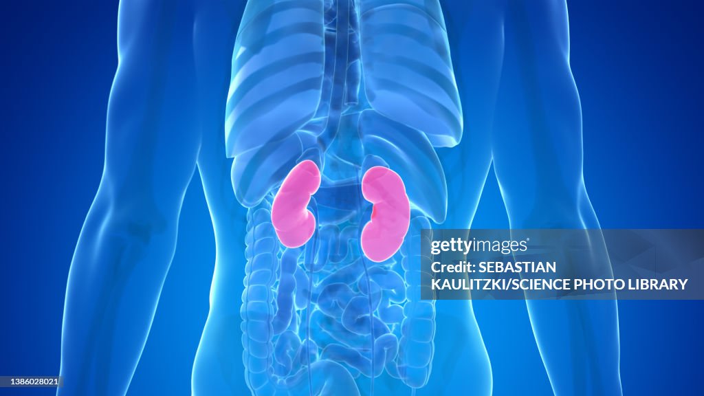 Human kidneys, illustration
