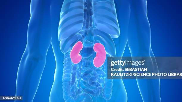 stockillustraties, clipart, cartoons en iconen met human kidneys, illustration - human kidney