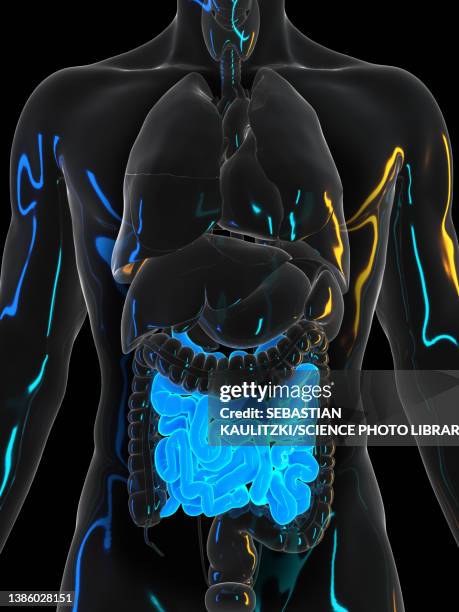 human small intestine, illustration - ulcer stock illustrations