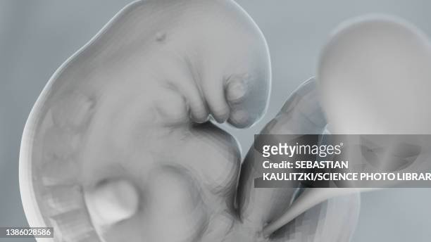 ilustraciones, imágenes clip art, dibujos animados e iconos de stock de human foetus at week 6, illustration - 6 week foetus