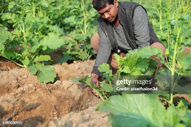Vegetable Rappe 1,090 Rape Vegetable Stock Photos, High-Res Pictures, and Images ...