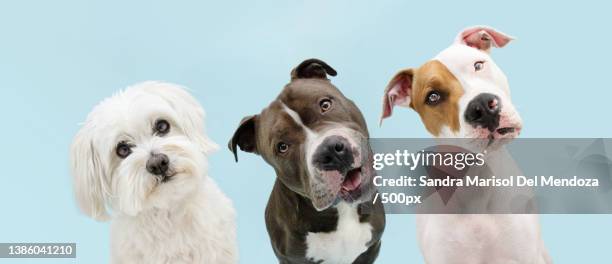 banner three pets atttentive and thinking dogs tilting head side,gerona,girona,spain - chien de race photos et images de collection