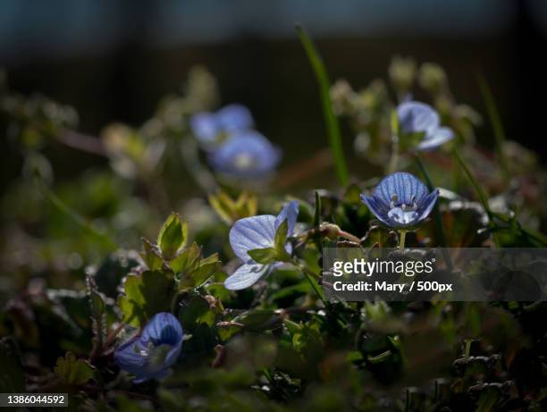 la natura semplice,close-up of purple flowering plants - semplice stock-fotos und bilder