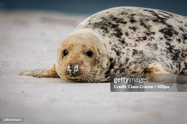 snotty nose,close-up of seal sleeping on rock,helgoland,germany - kegelrobbe ストックフォトと画像