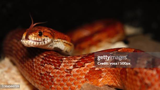 close-up of corn snake - corn snake stockfoto's en -beelden