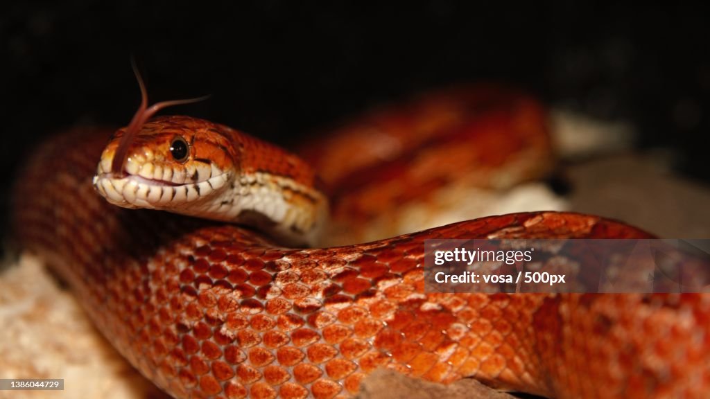 Close-up of corn snake