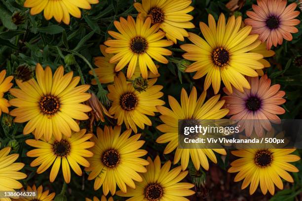 beautiful daisy colours in our garden,high angle view of yellow flowering plants,west pymble,new south wales,australia - gazania stock pictures, royalty-free photos & images