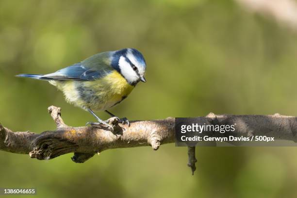 blue tit,close-up of bluetit perching on branch,summer leys nature reserve,united kingdom,uk - blaumeise stock-fotos und bilder