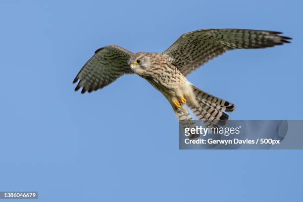 kestrel,low angle view of kestrel of prey flying against clear blue sky,biggleswade,united kingdom,uk - cernícalo fotografías e imágenes de stock