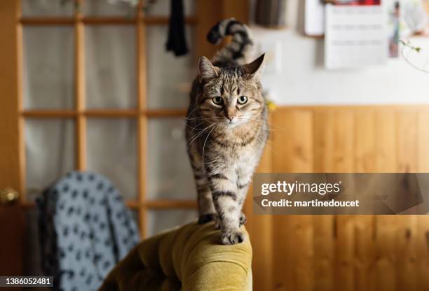 cute tabby cat on the edge of a chair in kitchen. - tabby bildbanksfoton och bilder