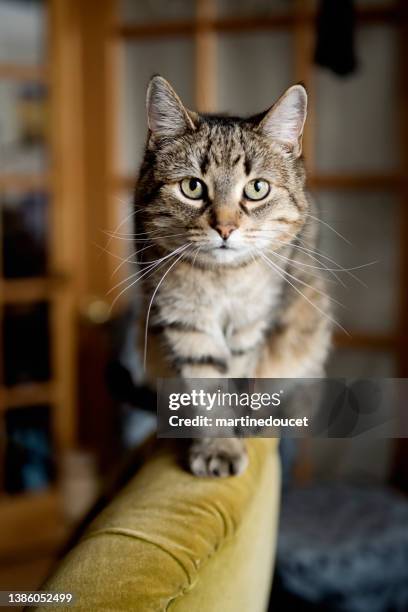 cute tabby cat on the edge of a chair in kitchen. - domestic cat stock pictures, royalty-free photos & images