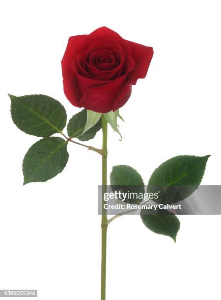 Long Red Roses Line 73 Long Stemmed Red Roses Stock Photos, High-Res Pictures, and Images ...