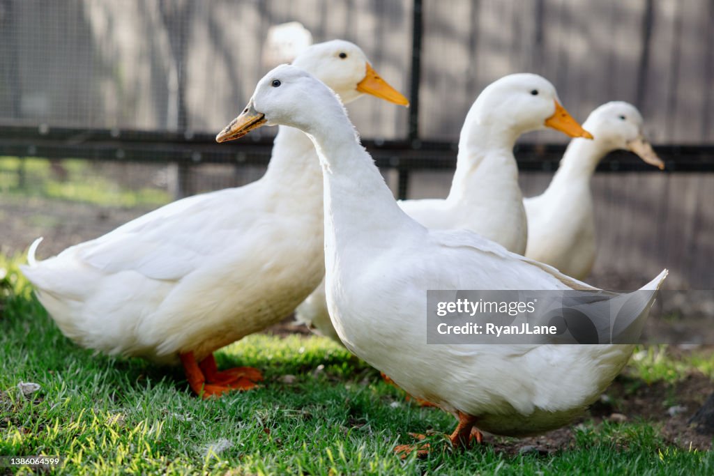 Pet Ducks In Home Backyard