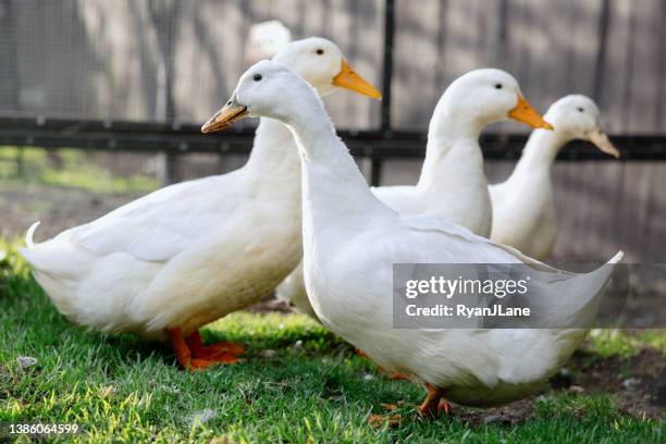 pet ducks in home backyard - duck stock pictures, royalty-free photos & images