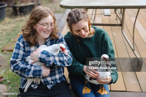 young woman feeding pet duck - muscovy duck stockfoto's en -beelden