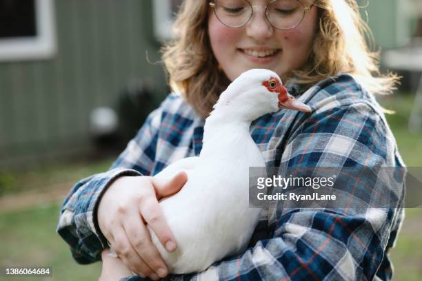 young woman feeding pet duck - muscovy duck stock pictures, royalty-free photos & images