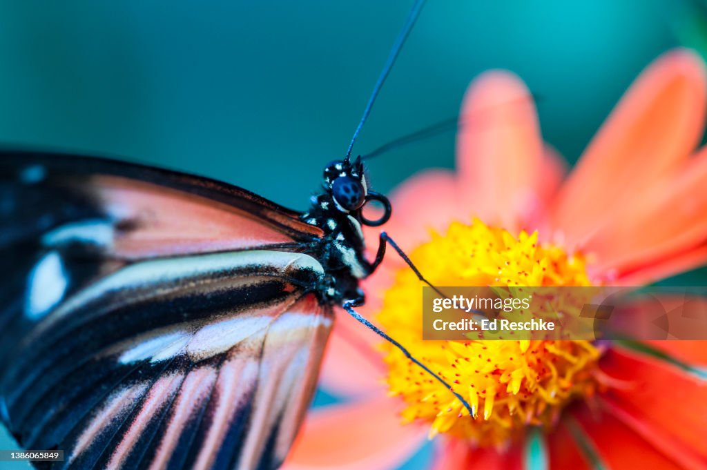 Close-up of PIANO KEY (or POSTMAN) BUTTERFLY feeding on Mexican Sunflower
