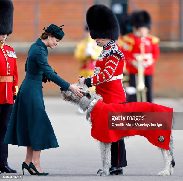 Catherine, Duchess of Cambridge presents Irish Wolf Hound 'Turlough Mor' , regimental mascot of the Irish Guards, with a sprig of shamrock during the...