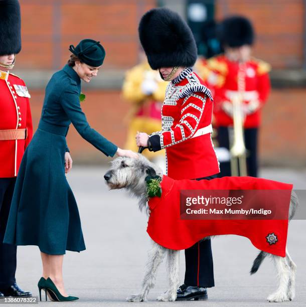 Catherine, Duchess of Cambridge presents Irish Wolf Hound 'Turlough Mor' , regimental mascot of the Irish Guards, with a sprig of shamrock during the...