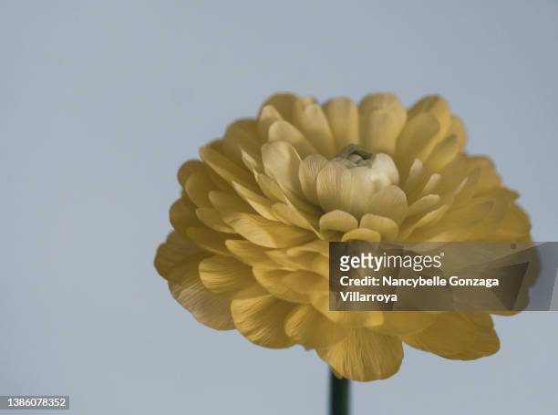 close up of a single ranunculus flower - single flower stock pictures, royalty-free photos & images