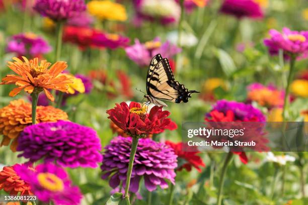 swallowtail butterfly in  colorful field of red and pink zinnia flowers - swallowtail butterfly stock pictures, royalty-free photos & images