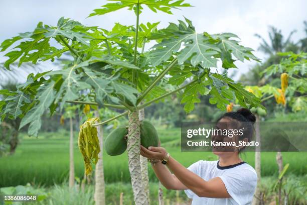 philippinischer landarbeiter überprüft das wachstum eines papayabaums - papaya stock-fotos und bilder