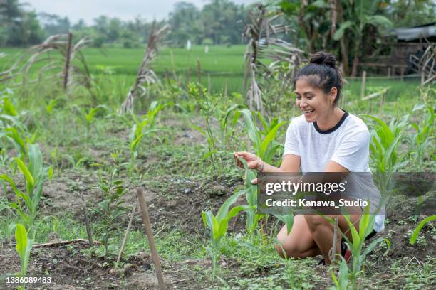 asian environmentalist checking the corn growth in the backyard - filipino farmer 個照片及圖片檔