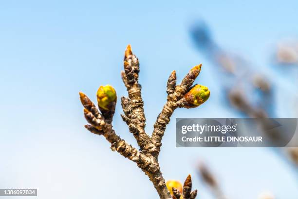 cherry blossom buds - bud stock pictures, royalty-free photos & images