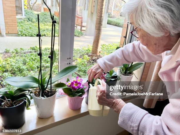 chinese senior woman watering pink primula plant on windowsill - residential housing stock pictures, royalty-free photos & images