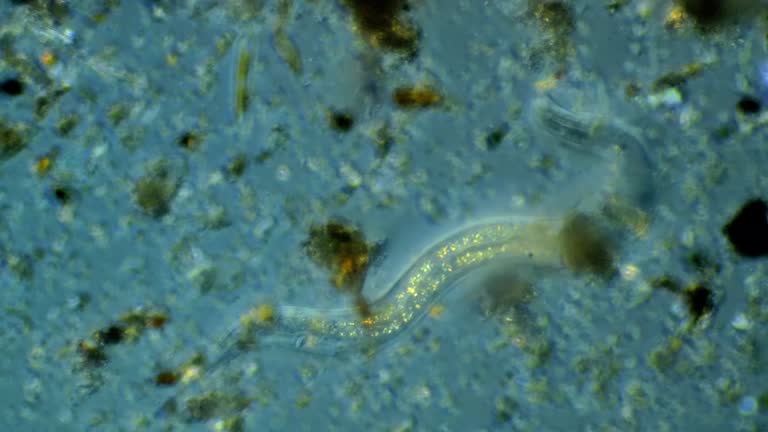 Dematode 357 Nematode Worm Stock Videos, Footage, & 4K Video Clips - Getty Images