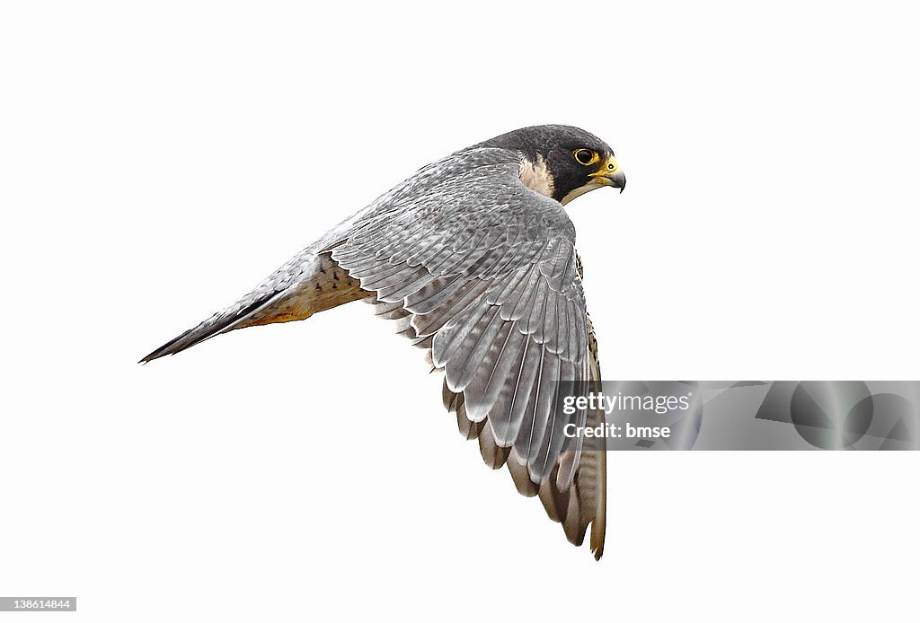 Peregrine falcon bird