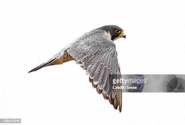 peregrine falcon bird - peregrine falcon stockfoto's en -beelden