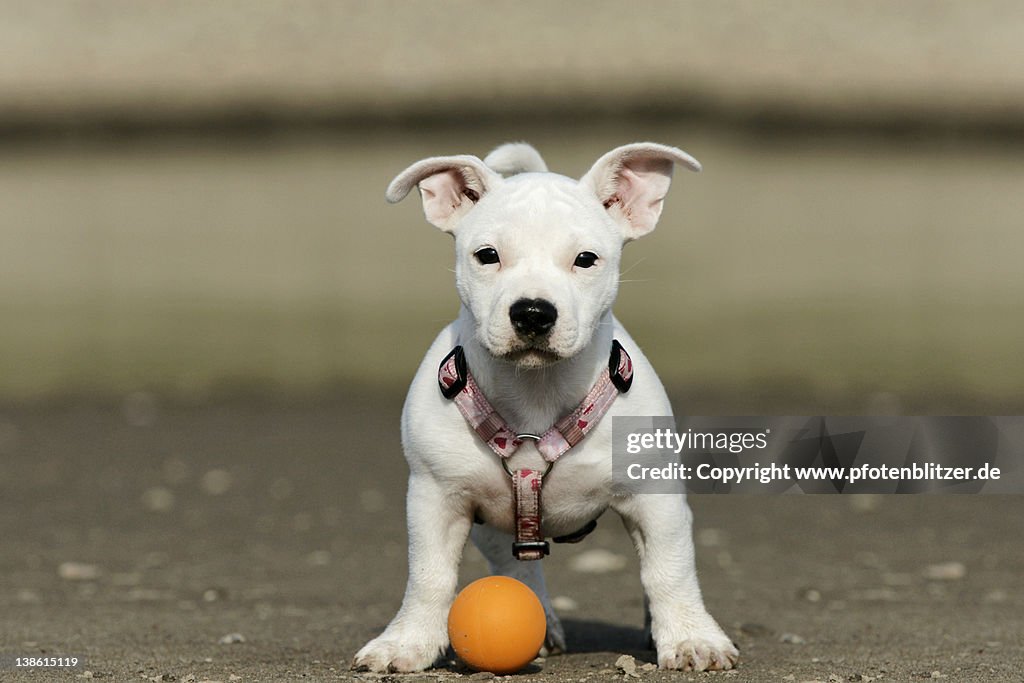 Portrait of puppy