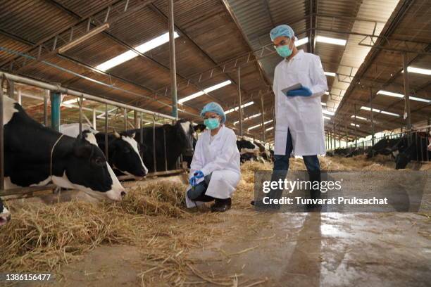 two veterinarian works on a dairy farm. - vaccination barn asian stock pictures, royalty-free photos & images