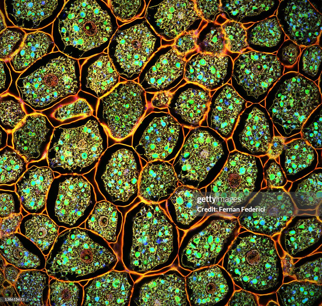 Confocal microscopy of plants