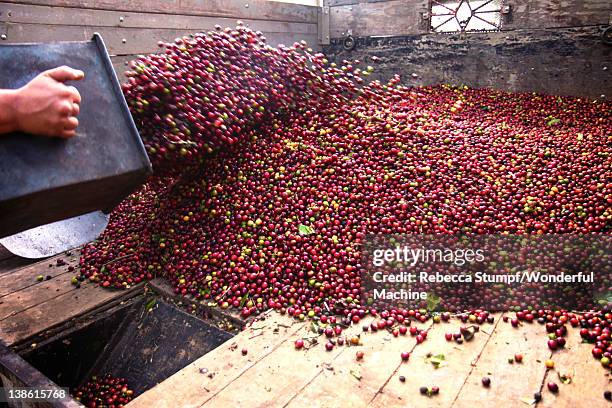 freshly harvested coffee berries - costa rica coffee stock pictures, royalty-free photos & images