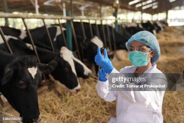 a veterinarian works on a dairy farm. - vaccination barn asian stock pictures, royalty-free photos & images