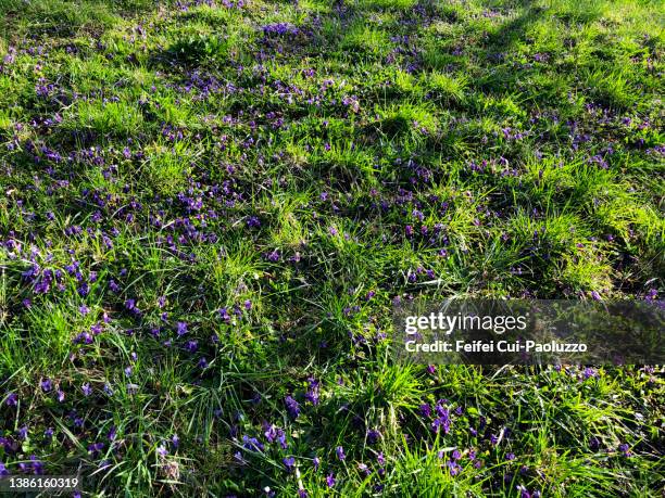 viola odorata flower and grass background - wildpflanze stock-fotos und bilder