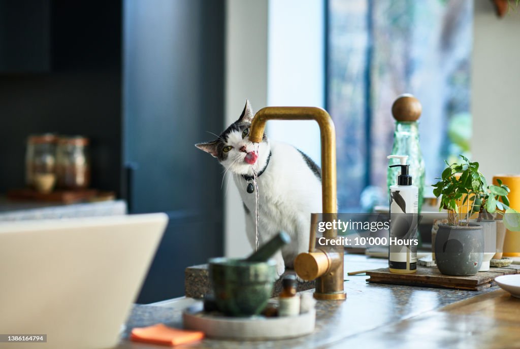 Domestic cat drinking running water straight from kitchen tap