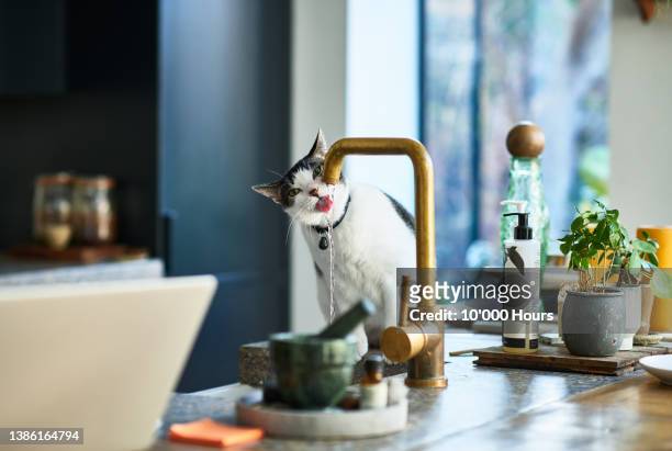 domestic cat drinking running water straight from kitchen tap - running water faucet stock pictures, royalty-free photos & images