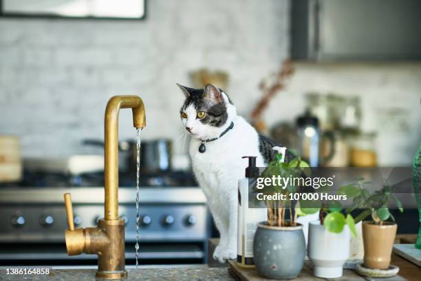 pet cat sitting on kitchen counter staring at running kitchen tap - kitchen sink bildbanksfoton och bilder