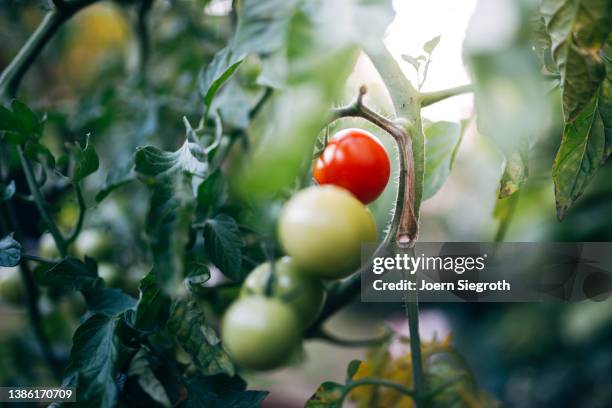 well growing tomatos in the garden - cherry tomatoes stock-fotos und bilder