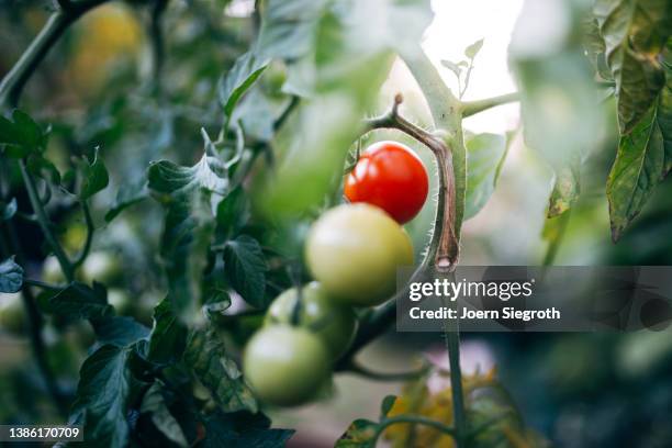 well growing tomatos in the garden - cherry tomato stock pictures, royalty-free photos & images