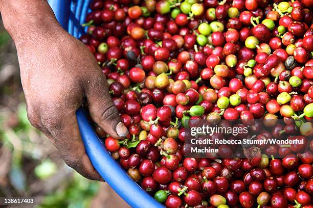 fresh-picked coffee beans in costa rica - costa rica coffee stock pictures, royalty-free photos & images